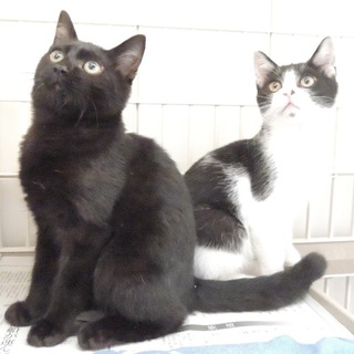元気いっぱいのモノトーン兄弟の里親さん募集中