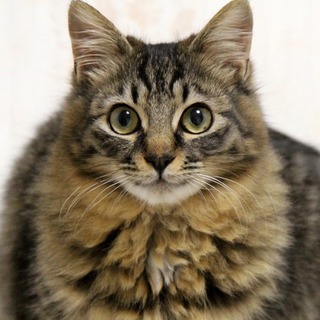 笑顔がキュートなモッコモコボーイ・ドルチェ