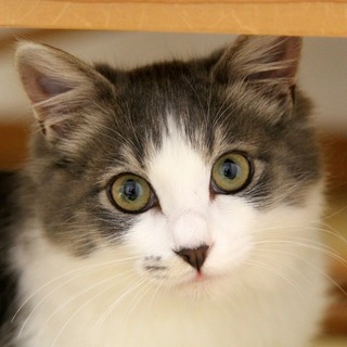 優しい眼差しの貴公子・ラルゴ