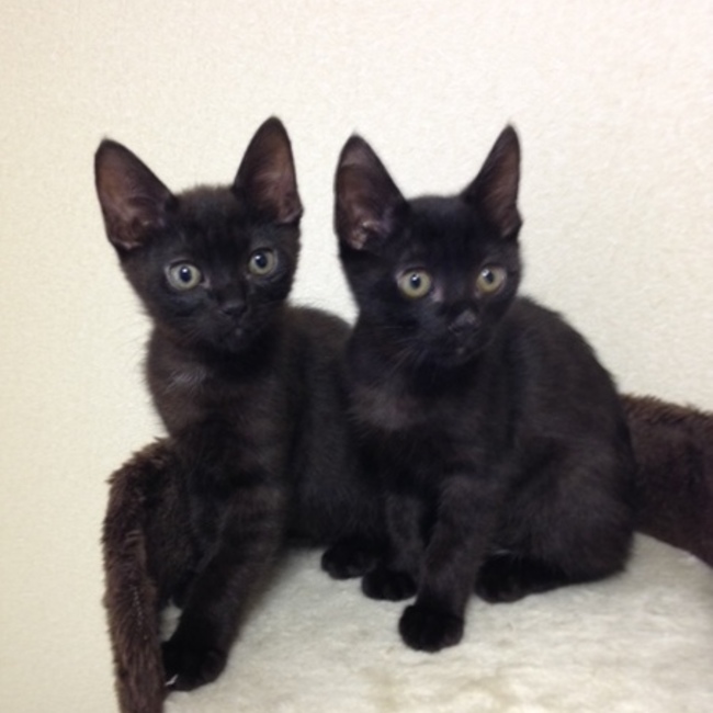 保護猫カフェ　ねこのおうちのカバー写真