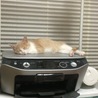 虫下しの薬を飲まされてふて寝中！