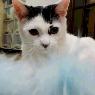   絶対甘えん坊！！人見知りなし！癒やし猫さん！