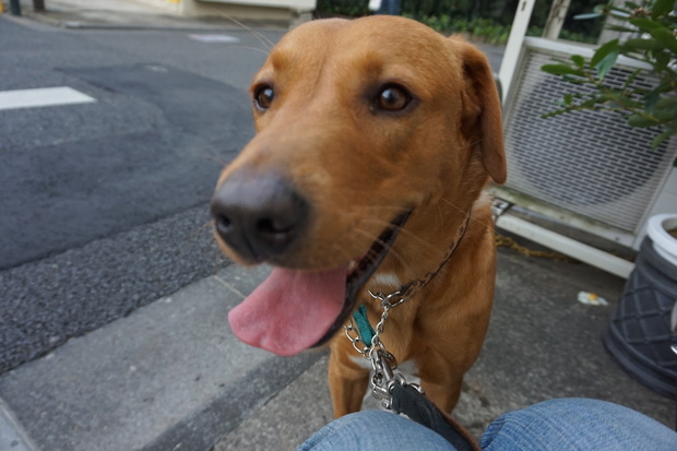 若い 優しい デカい 甘 東京都 犬の里親募集 ペットのおうち 月間利用者150万人
