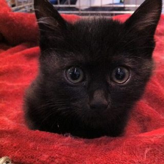 【くるり】殺処分されるところでした。