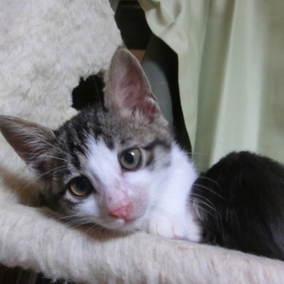 【ナイス】殺処分されるところでした。