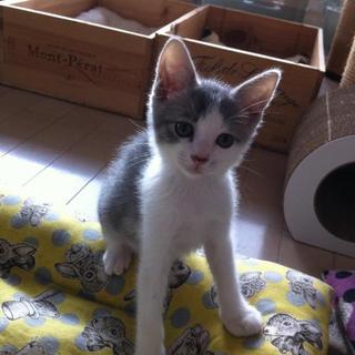 【ソウタ・カナデ】床下から救出しました