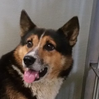 目がとってもカワイイ男の子・・家族募集！！