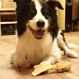 ボーダーコリー　リン♂　6歳家族募集中！