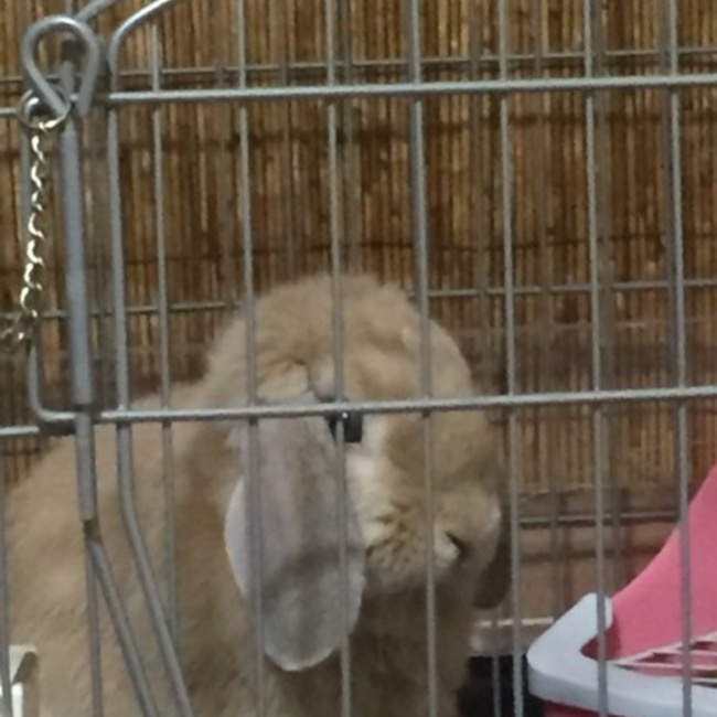 城内のカバー写真
