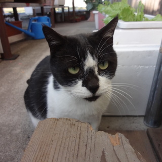 何とも言えないかわいい女の子です。