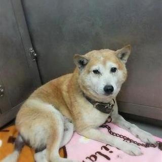 柴じい、緊急里親様、募集！