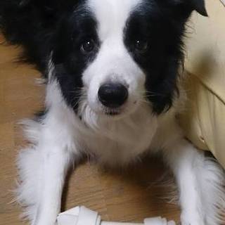 里親決まりました！ありがとうございますm(__)m