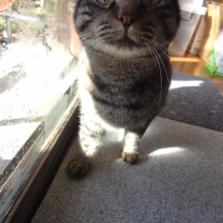 おとなしい女の子です。