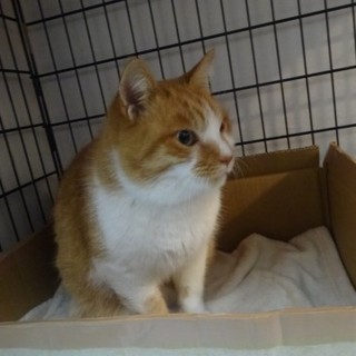 目を怪我したので保護した茶トラ白