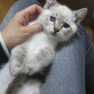 雪だるま体型のシャム系ミックスれの君