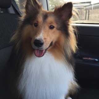 とっても甘えんぼうなシェルティです