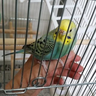 セキセイインコ里親さま募集