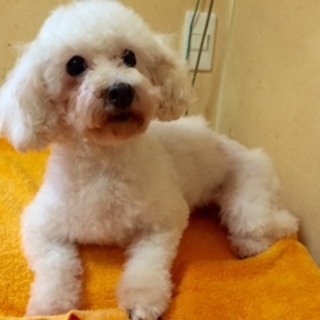 甘えん坊のチェルシーです