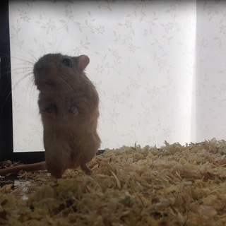 カラージャービルの里親さん♪