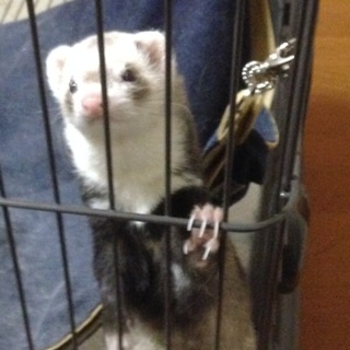 里親探してます