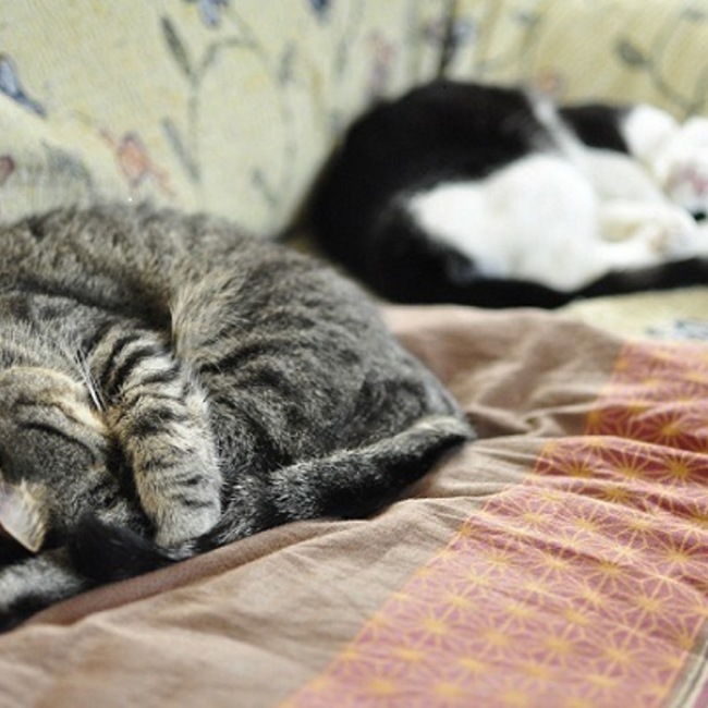 soratamaのカバー写真