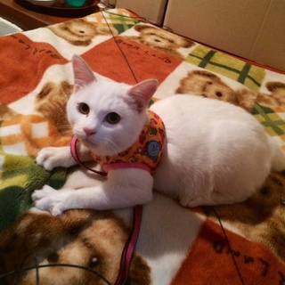 真っ白甘えん坊オス猫ちゃんです！^ ^