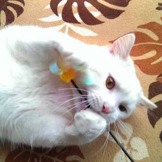 スコティッシュフォールドの里親募集