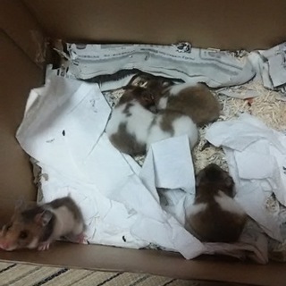 ゴールデンハムスターの里親募集‼