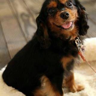 明るいお転婆　キャバリア　ブラタン　７歳