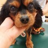 明るいお転婆　キャバリア　ブラタン　７歳 サムネイル2