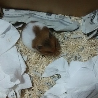 ゴールデンハムスターの里親募集‼