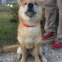 生後8カ月純血柴犬「テツくん」元気な男の子❗️