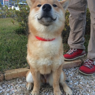 生後8カ月純血柴犬「テツくん」元気な男の子❗️
