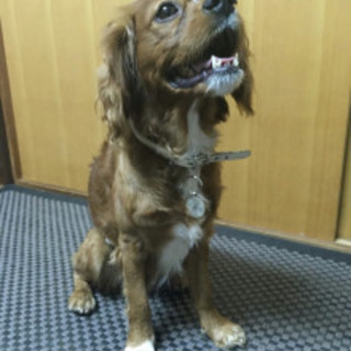 元気な男の子、キャバリア　ルビー　５歳