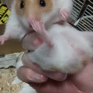 ゴールデンハムスターの里親募集‼