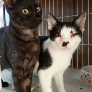 抱っこ大好き福君♪