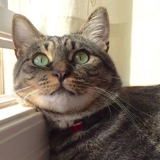 【12/6銀座譲渡会】愛嬌たっぷり♪モリモリ君