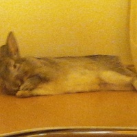 豆すけ（パパうさ）