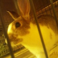 雨ちゃん（ママうさ）