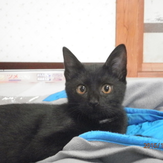 かわいい子猫です。