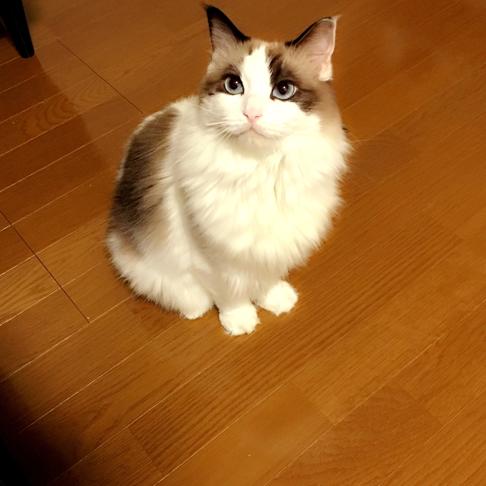 ケリーのカバー写真