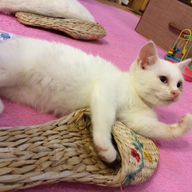 まりもーのカバー写真