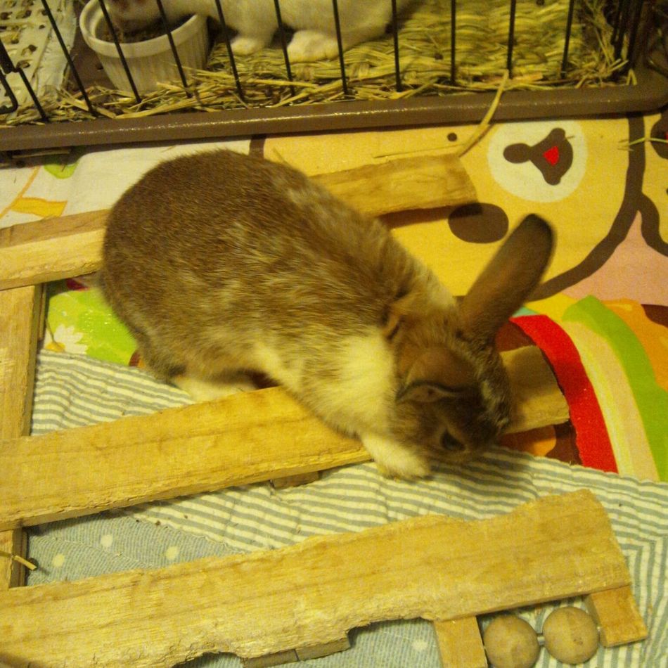 雨似（仮）のカバー写真