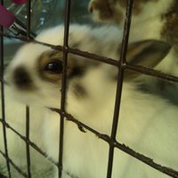 パンちゃん（仮）