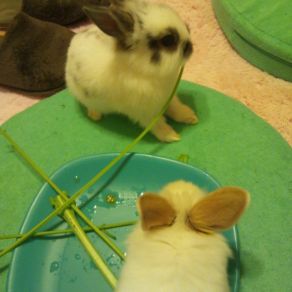 パンちゃん（仮）のカバー写真