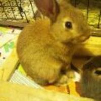 チャープ（仮）