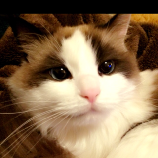 人懐っこいラグドール