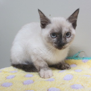 ありがとうございました☆シャム系MIXの子猫ちゃん