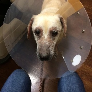 もう可哀想で見てられません。お金余裕があり優しい方