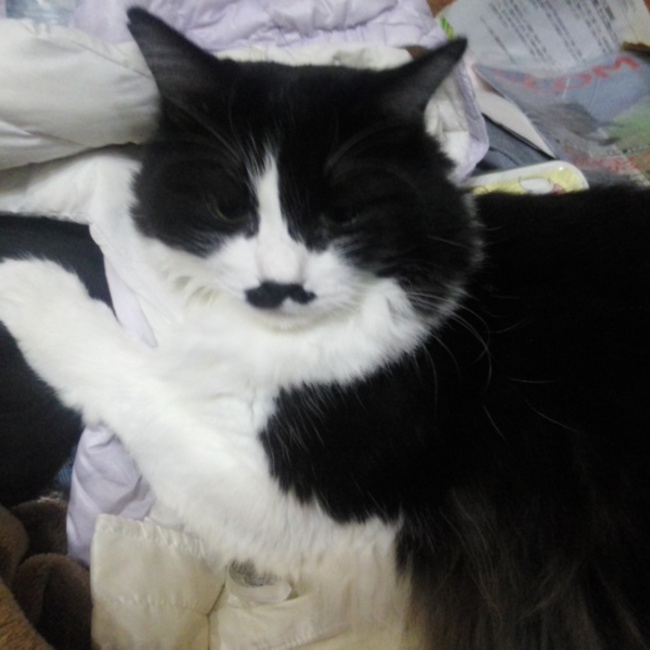 みたか123のカバー写真